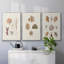 Knorr Shells and Coral VI, reproduction sur toile 3 pièces-91886983-91886982