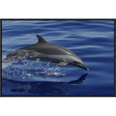 " Pantropical Spotted Dolphin Porpoising "