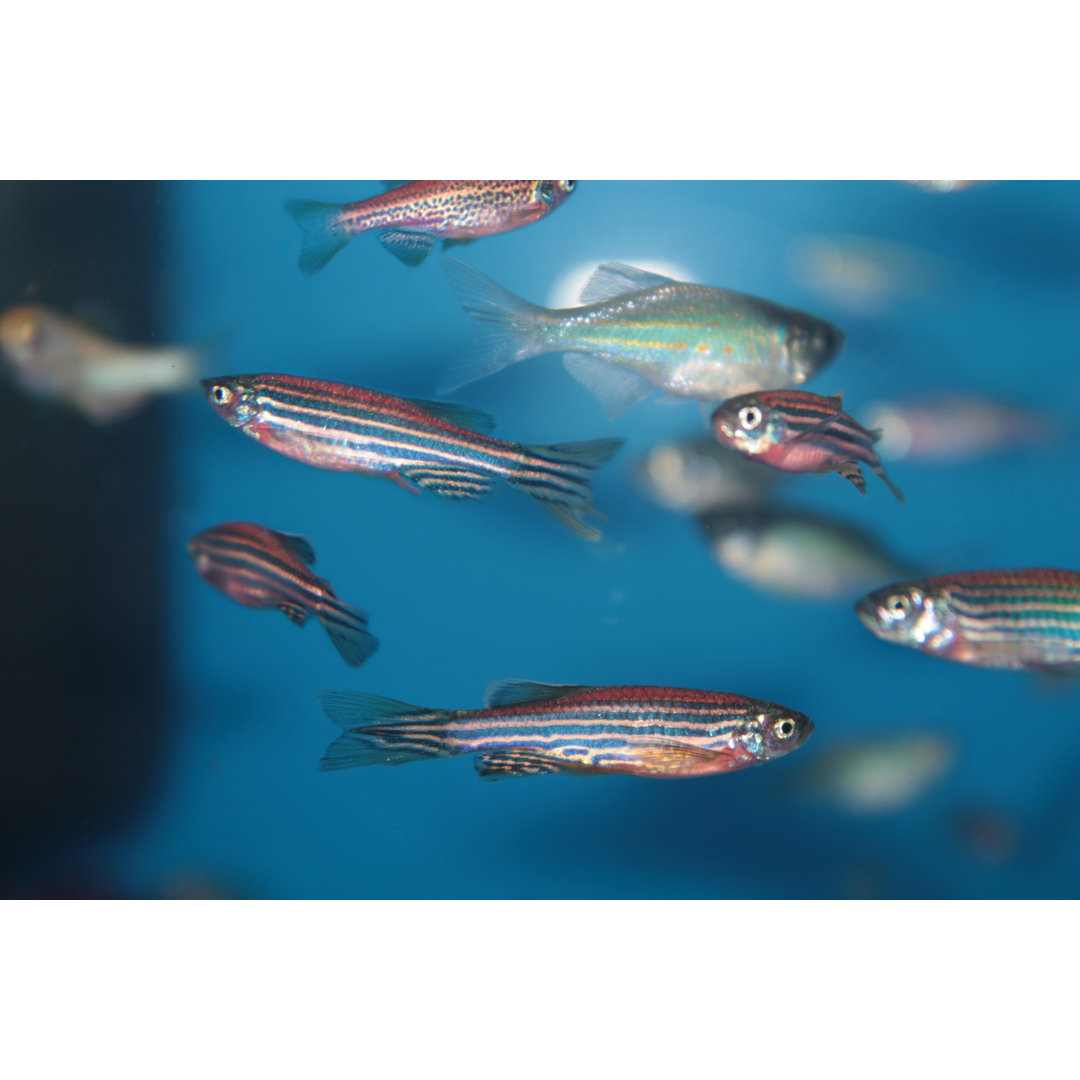 Leinwandbild Zebrafish (Danio Rerio) Aquarium Fish