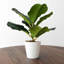 Ananias 38cm Faux Foliage Plant in Pot