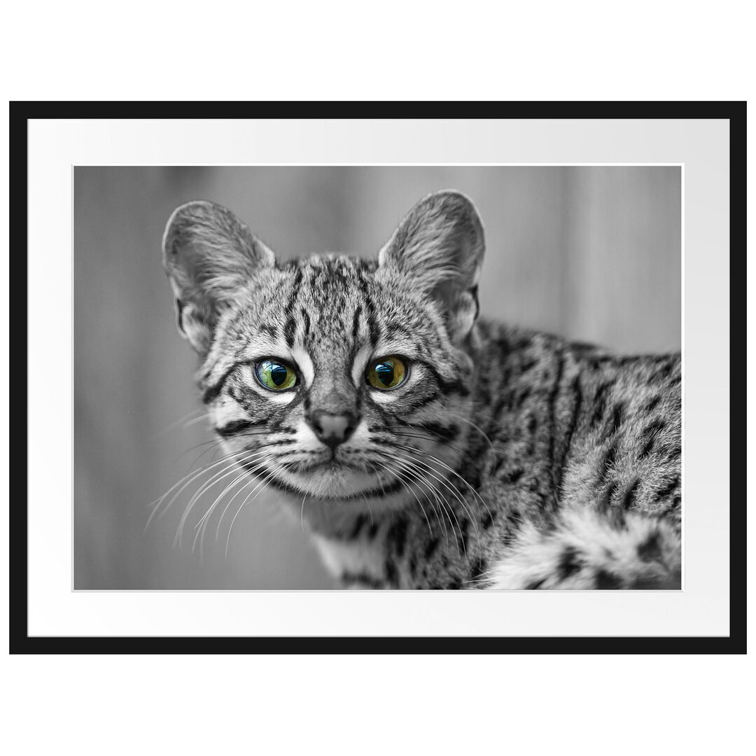 Kleine Bengalkatze Gerahmte Fotokunstdrucke Poster