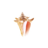 Sea Shell In White V Print by Sofia Fox