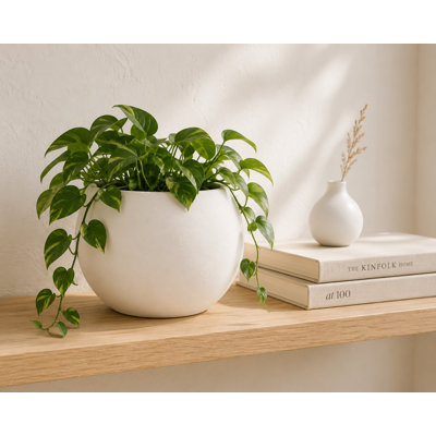 Ensemble de 2 pots à fleurs sphériques en terre cuite Caelan Stucco
