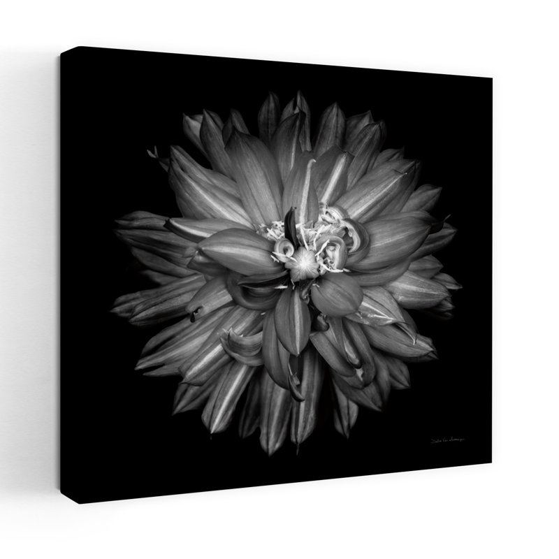 Dahlia III Bw, art floral contemporain Dahlia, H 48 po x l 48 po