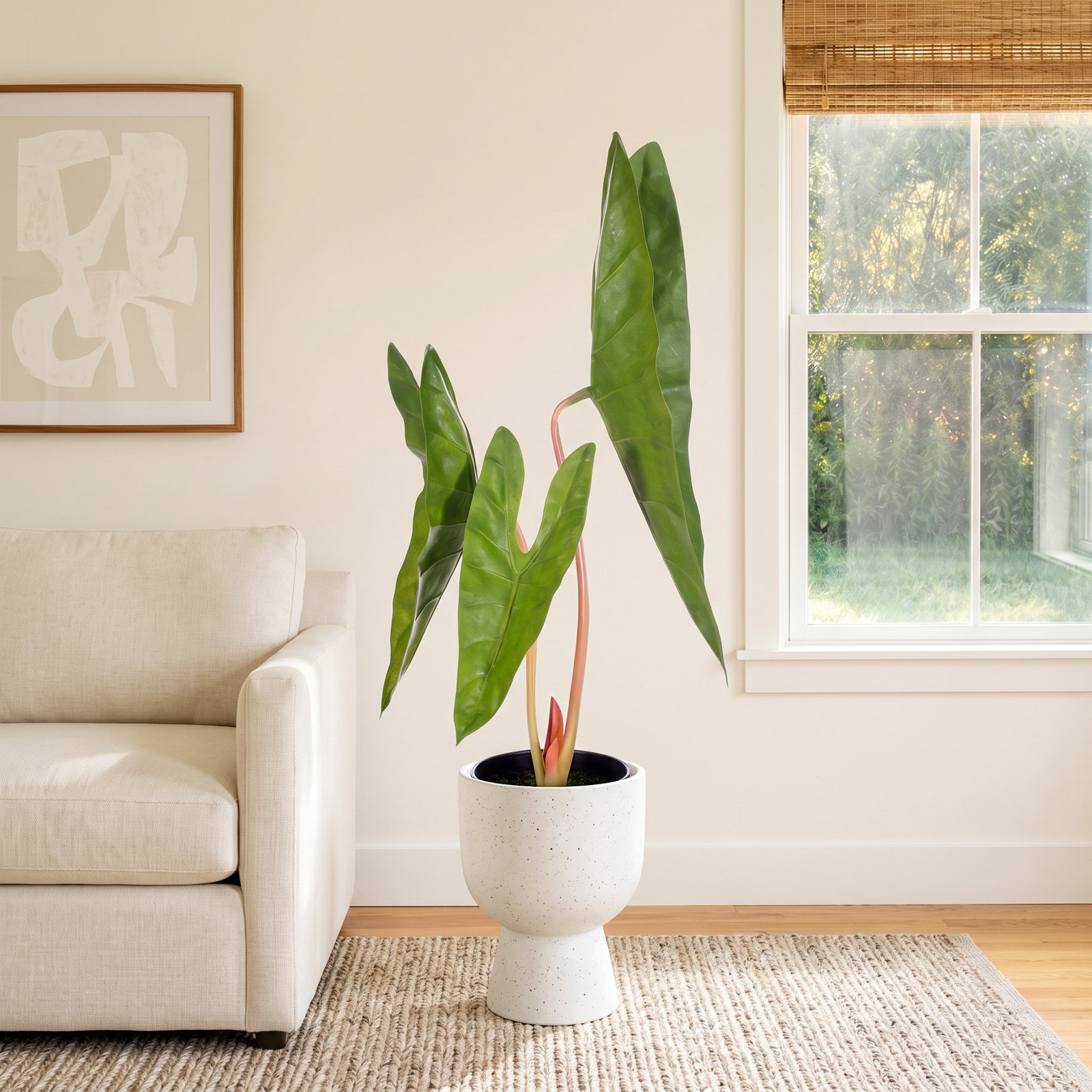 20" Alocasia Aequiloba Potted Plant.