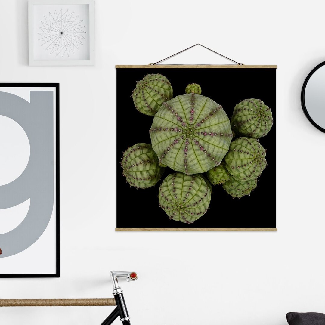 Stoffbild Mit Posterleisten - Euphorbia - Seeigelwolfsmilch - Quadrat 1:1