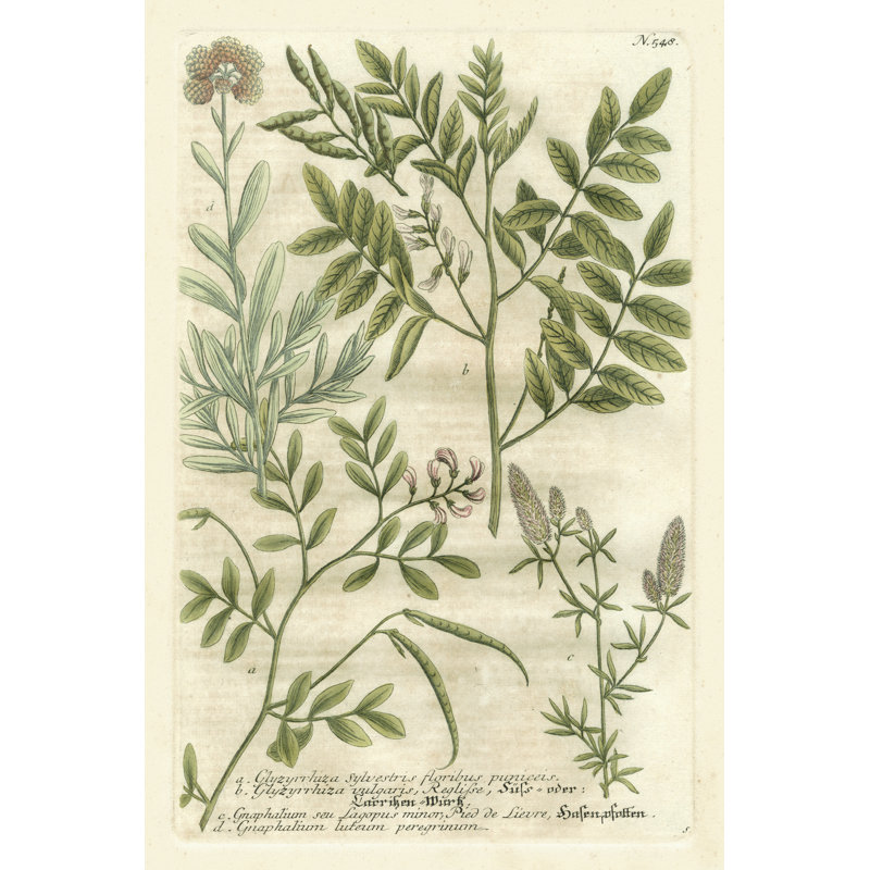 Weinmanns Garden II by Johann Weinmann - Wrapped Canvas Print, 91cm H x 61cm W