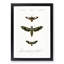 Moth Illustrations Pl.9 by Charles d' Orbigny - Framed Print-55581789-55581791