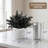Black Eucalyptus Plant in Cement Pot