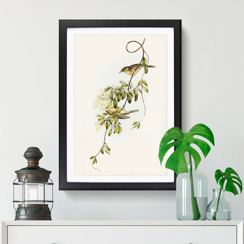 Fuscous Honeyeater Birds by Elizabeth Gould - Framed Print, 36cm H x 27cm W x 2cm D, Black Framed
