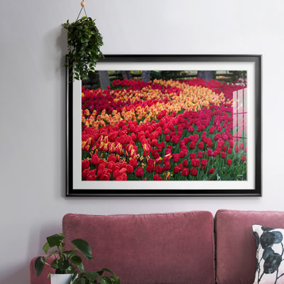 " Field Of Tulips II "