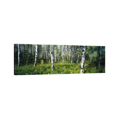 Field of Rocky Mountain Aspens 1 Piece Wrapped Canvas Panoramic Wall Art
