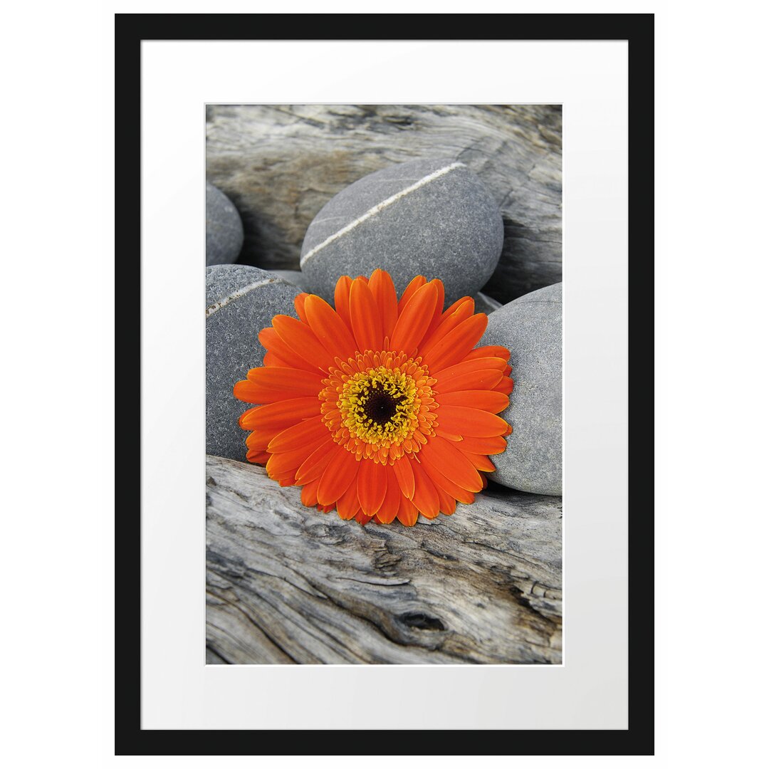 Gerahmtes Poster Gerbera zwischen Zen Steinen