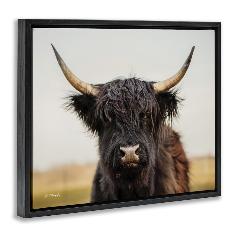 Portrait de vache Highland, H 17 po x l 21 po, Cadre flottant noir de jais