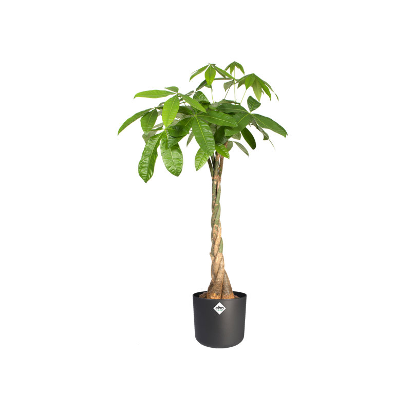 B.For Pot Planter, Anthracite, 12.5cm H x 13.8cm W x 13.8cm D