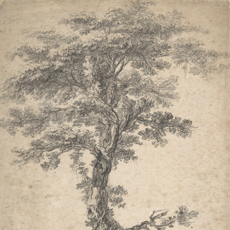 Étude d'un arbre imprimé par Jean Baptiste Pillement, Toile argentée avec cadre flottant, Non, H 36 po x l 36 po