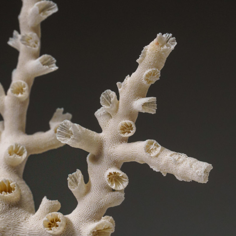 Genuine Branch Coral (1 Lb)