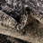 Croslin Indoor Rug-173577729