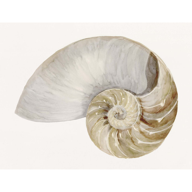 Sea Shell 7 Print, Wrapped Canvas, 28" H x 40" W