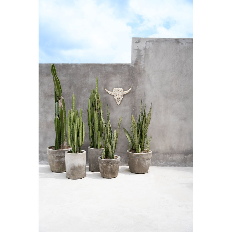 Wall Decor on Shell