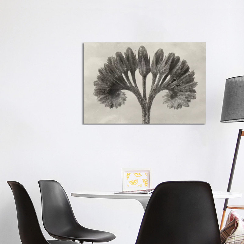Blossfeldt Botanical VII by Karl Blossfeldt - Wrapped Canvas Print, 66.04cm H x 101.6cm W x 1.91cm D