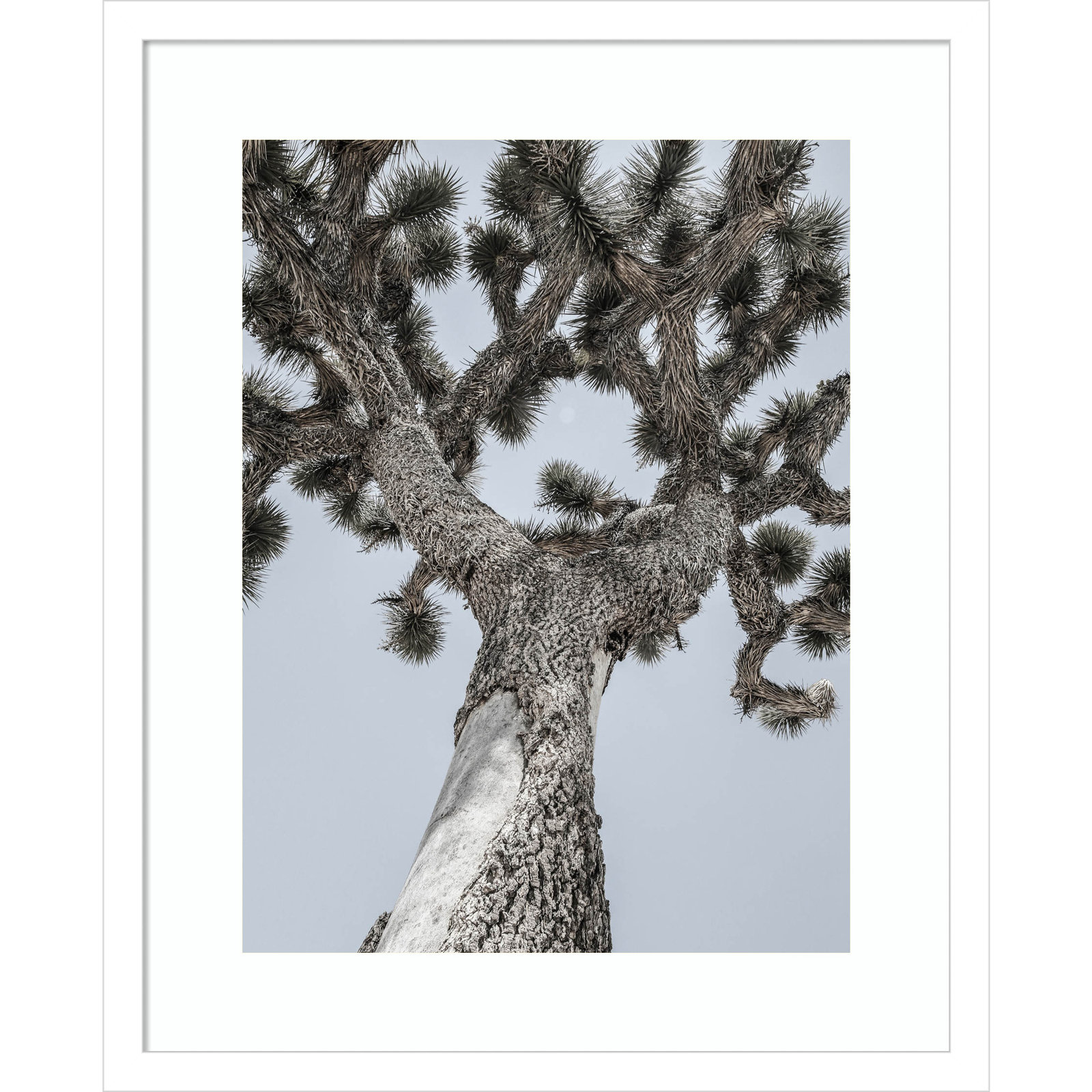 Daisey "Joshua" Print by Shot by Clint, White, 21" H x 17" W