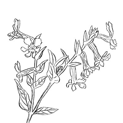 " Flower Sketch "