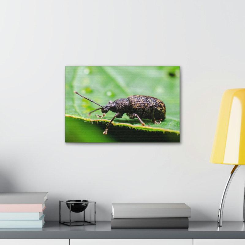 No Frame Print on Canvas, 27.94cm H x 35.56cm W