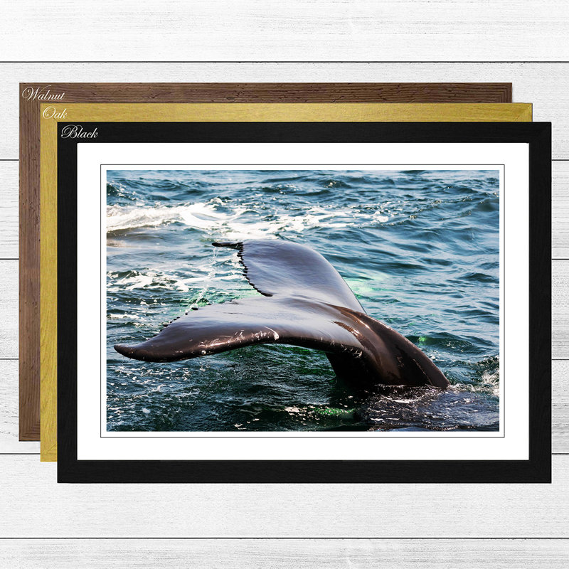 Whale Tail Framed Photographic - Framed Print, Oak