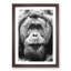 Orangutan - Picture Frame Graphic Art Print-55733783-55733784