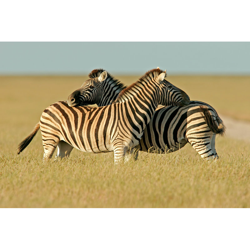 Plains Zebras par Ecopic - Photographie sur toile tendue, H 8 po x l 12 po