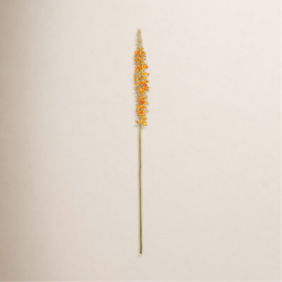 Eremurus Floral Stems