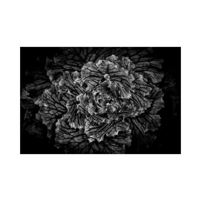 Black And White Flower Cabbage by Brian Carson - Wrapped Canvas Print, 20.32 cm H x 30.48 cm W