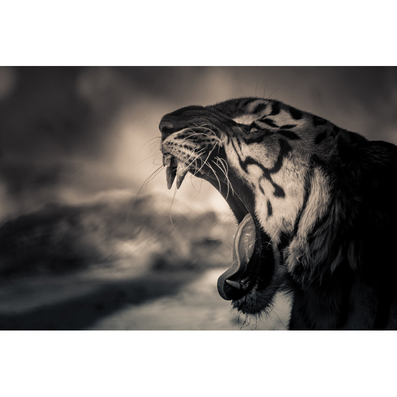 Evansdale Wild Roar - Wrapped Canvas Print, 30cm H x 46cm W x 3.8cm D