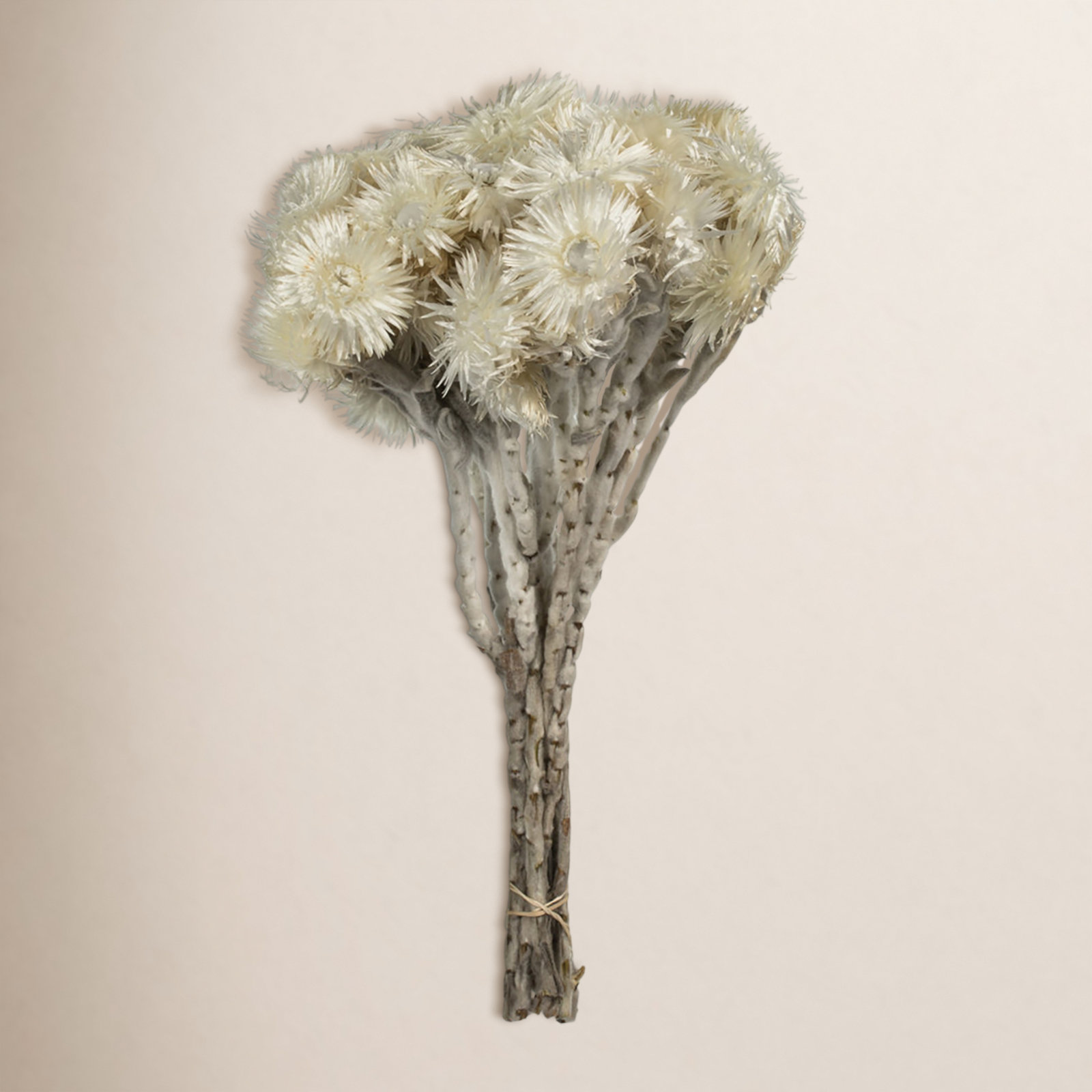 Dried Everlasting Floral Stems