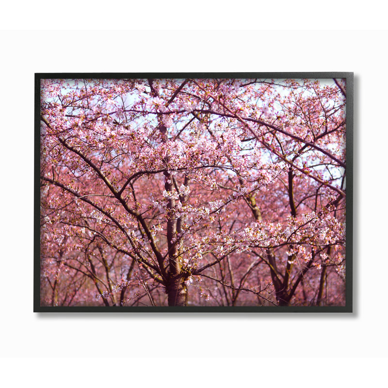 «Pink Sky Cherry Blossom Forest Photographie» par Frances Stpehnie, photographie, H 11 po x l 14 po x P 1,5 po