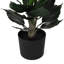Hortensia en pot - petit-1078808643