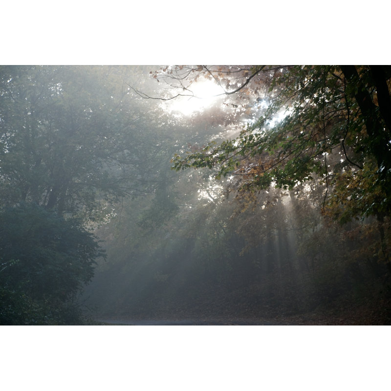 Foggy Forest - Wrapped Canvas Print, 30cm H x 46cm W x 3.8cm D