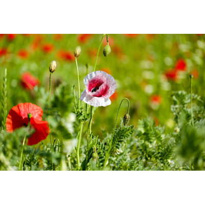 " Field Of Flowers "