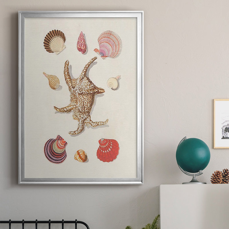 Knorr Shells & Coral II, reproduction encadrée de qualité supérieure - prête à être accrochée, H 42,5 po x l 30,5 po x P 1 po