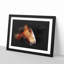 Brown Shire Horse - Framed Print-56917122-56917131