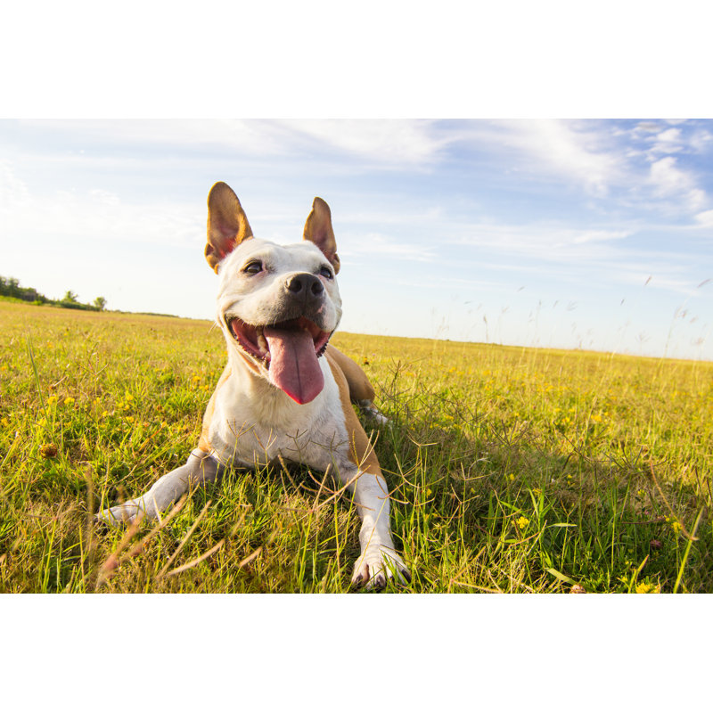 Dog In Field Portrait by Sanjagrujic - Wrapped Canvas Print, 30cm H x 46cm W