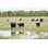 Bovin Black Angus dans The Pasture par Skhoward