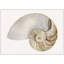 Sea Shell 7 Print-897440033-897440038