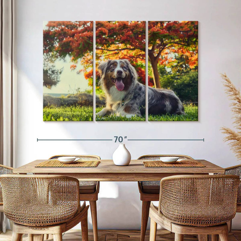 Border collie Brampt, H 42 po x l 65 po