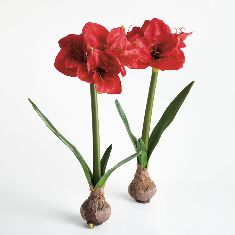 Ensemble de 2 ampoules Barrary AMaryllis, Red