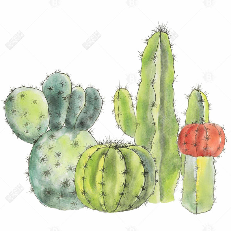 «Rassemblement de petits cactus»