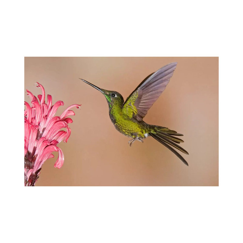 Empress Brilliant Hummingbird Feeding On Flower Nectar by Steve Gettle - Wrapped Canvas Print
