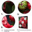 Rouge magnifique Zinnias Blooms II - fleur, art mural-1241144281-1274580491