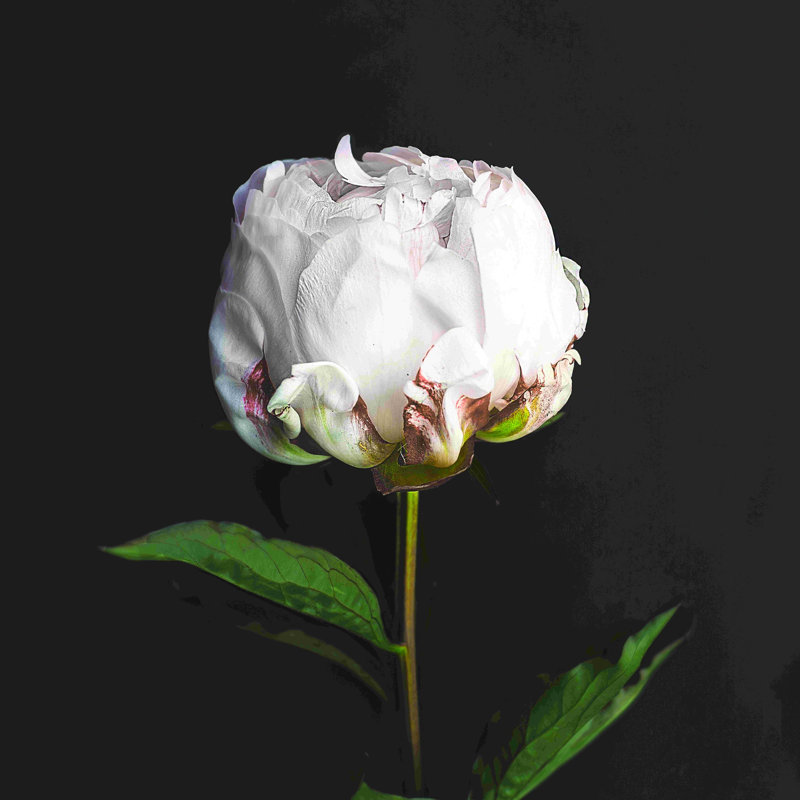 Photographie de fleur blanche, H 12 po x l 12 po